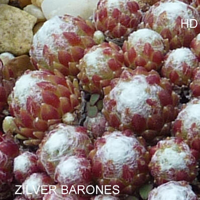 Zilver Barones