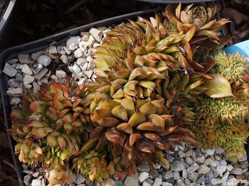 Rex Crested