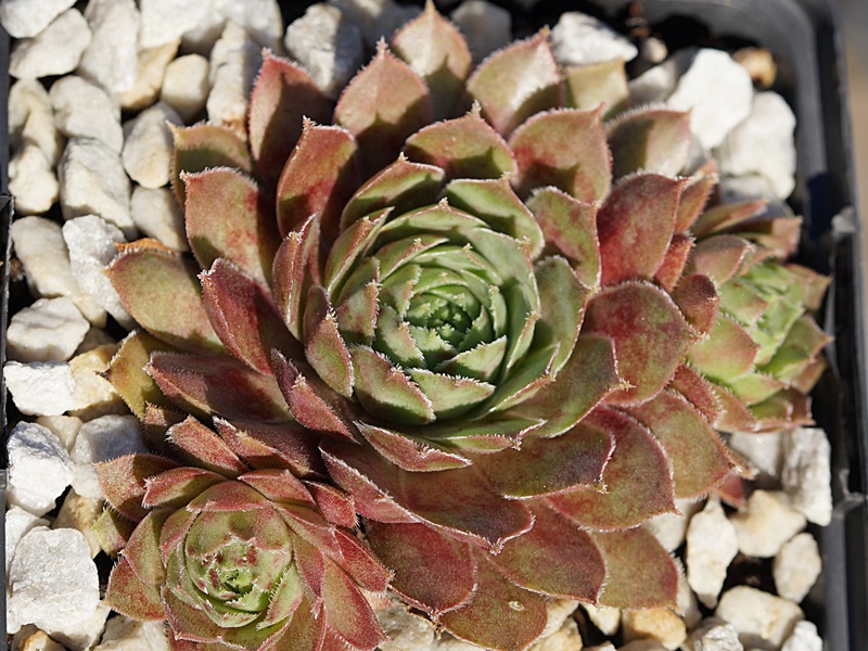 Winter Blush
