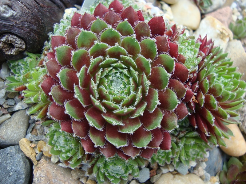 Wuschel