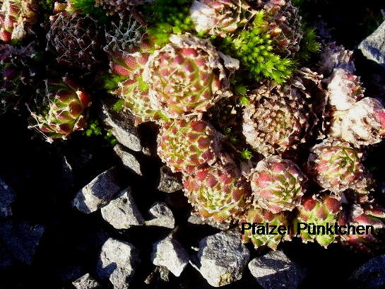 Pfälzer Pünktchen