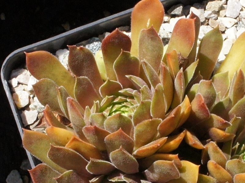 Wüstenlack