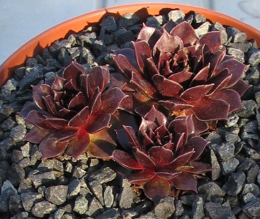 Wüstenlack