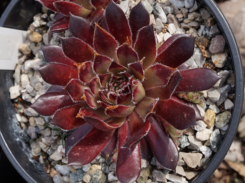 Petula