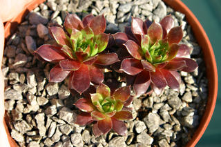 Wüstenlack