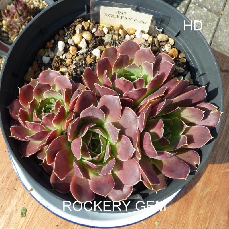 Rockery Gem / Jovi