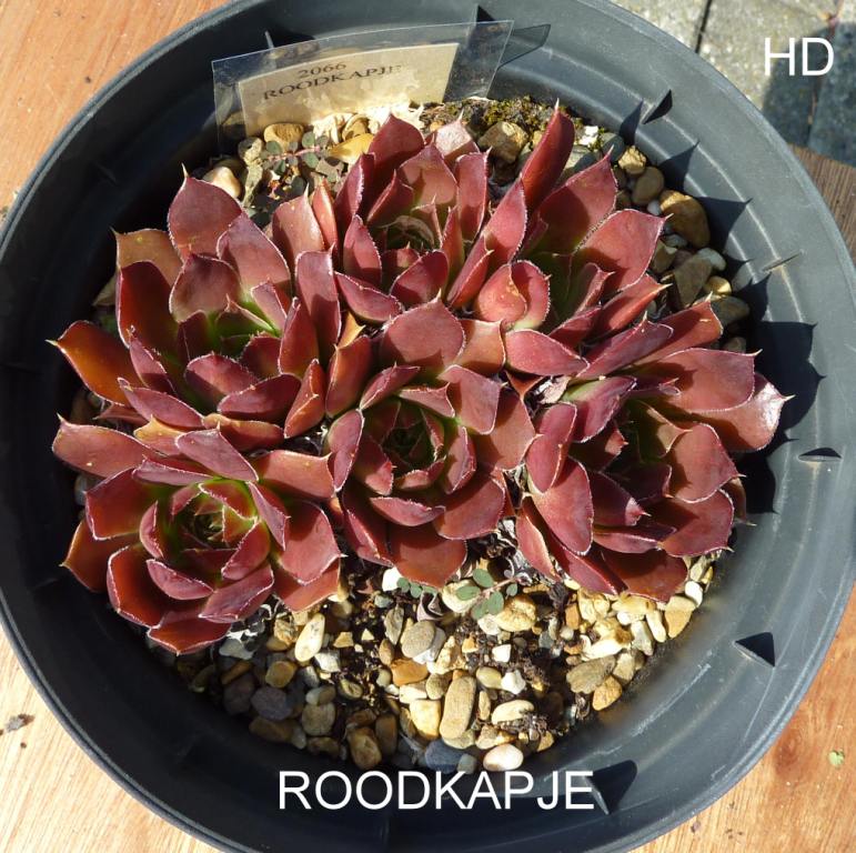 Roodkapje / Jovi