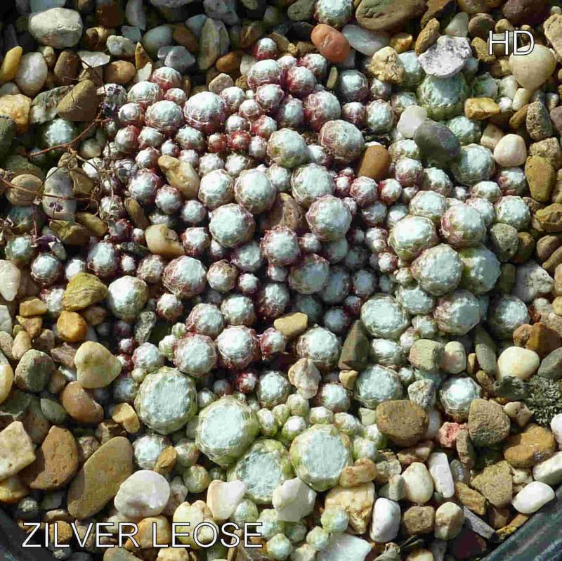 Zilver Leose