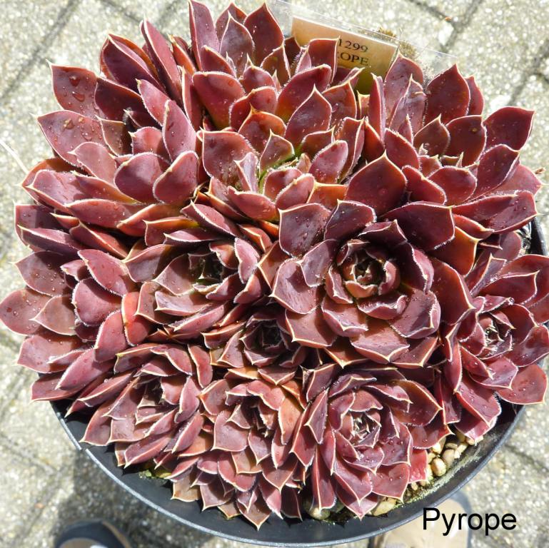 Pyrope / Jovi