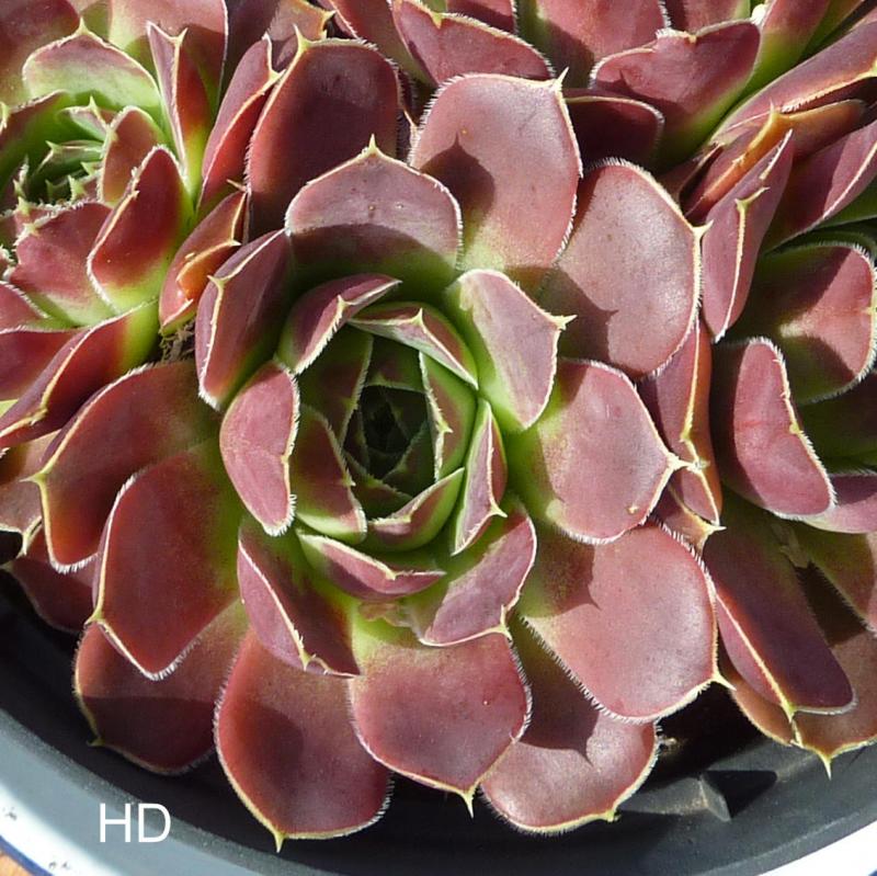 Rockery Gem / Jovi