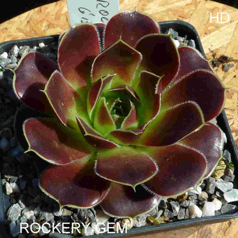 Rockery Gem / Jovi
