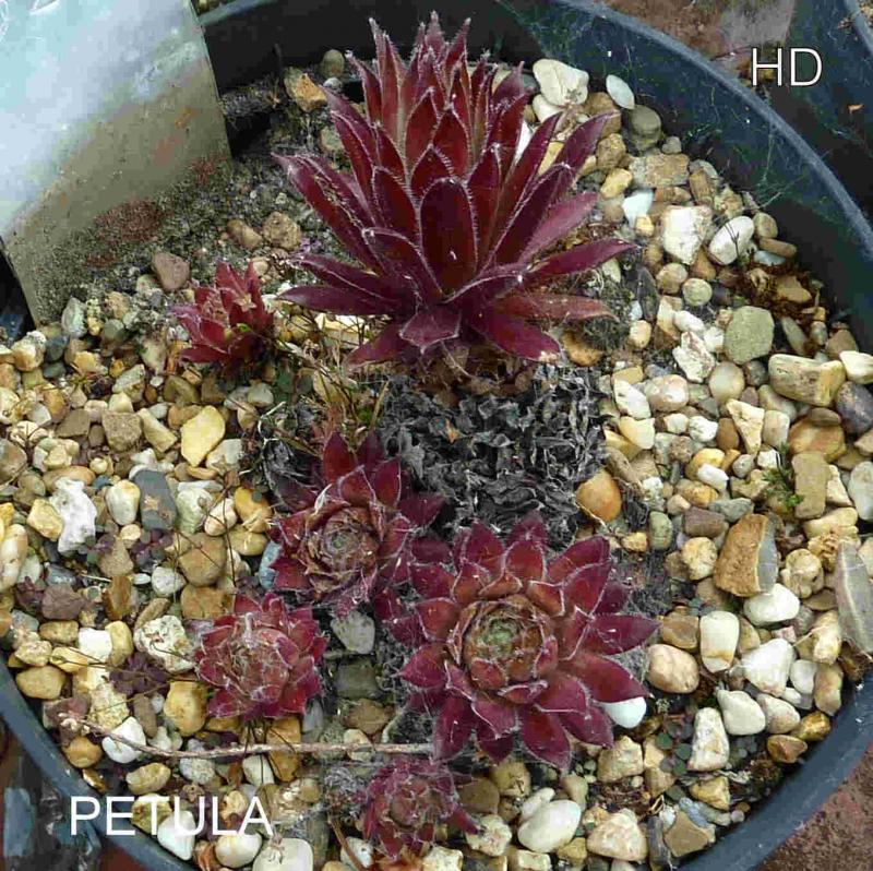 Petula