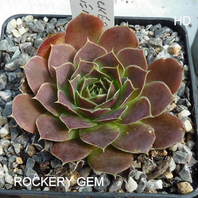 Rockery Gem / Jovi