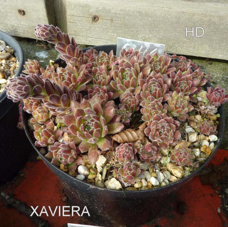 Xaviera