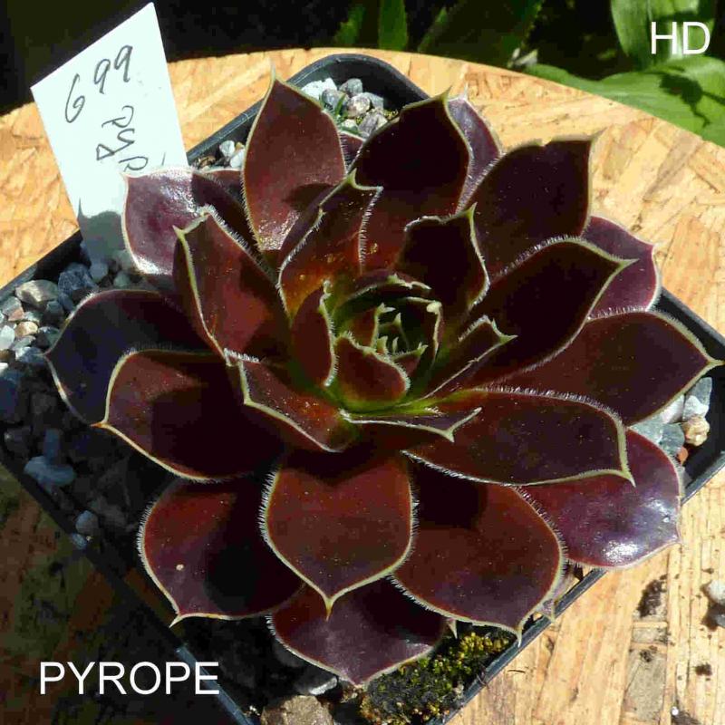 Pyrope / Jovi