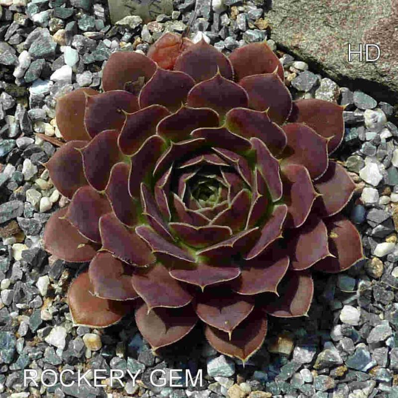 Rockery Gem / Jovi
