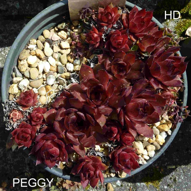 Peggy