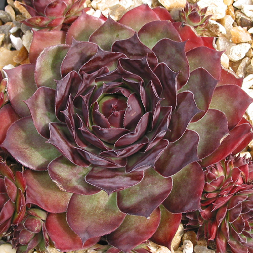 Xaveria