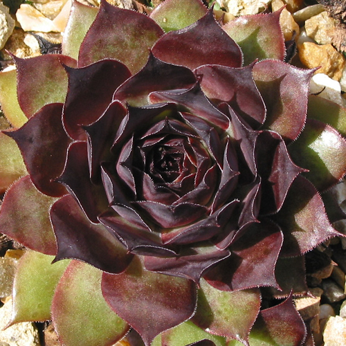 Xaveria