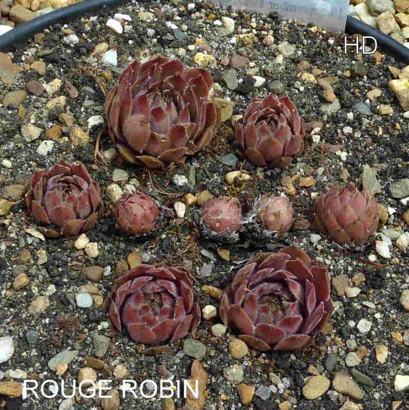 Rouge Robin