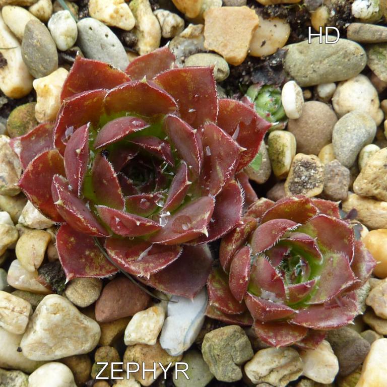 Zephyr / Jovi