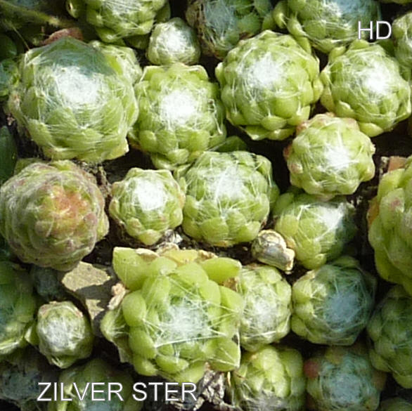 Zilver Ster