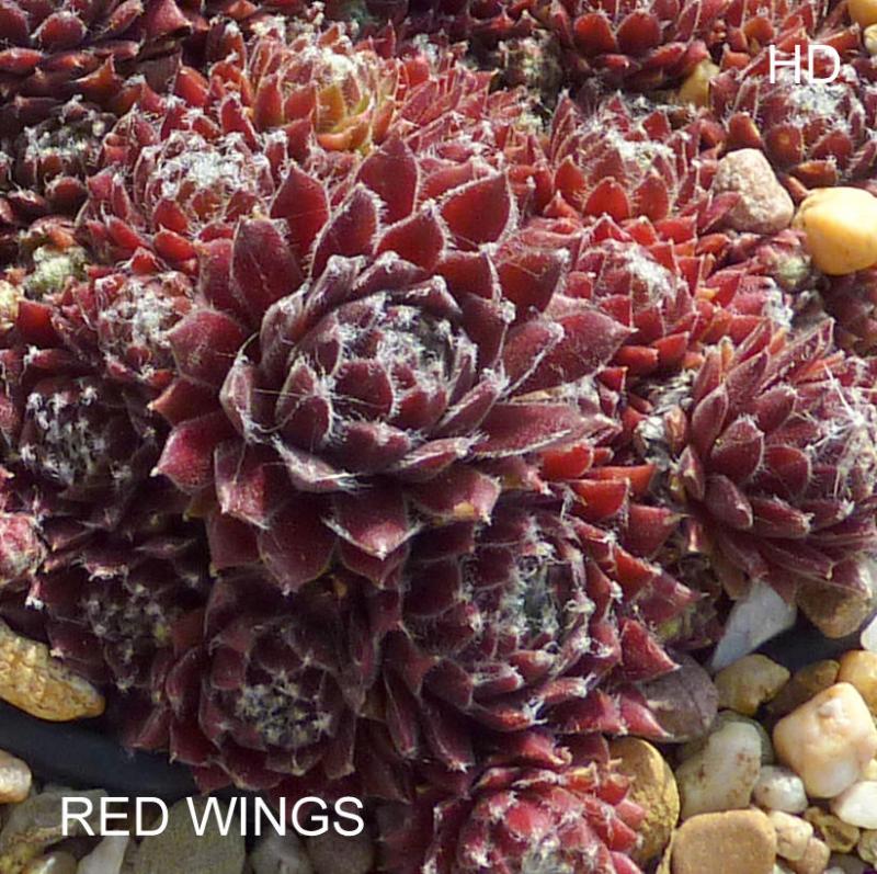 Red Wings