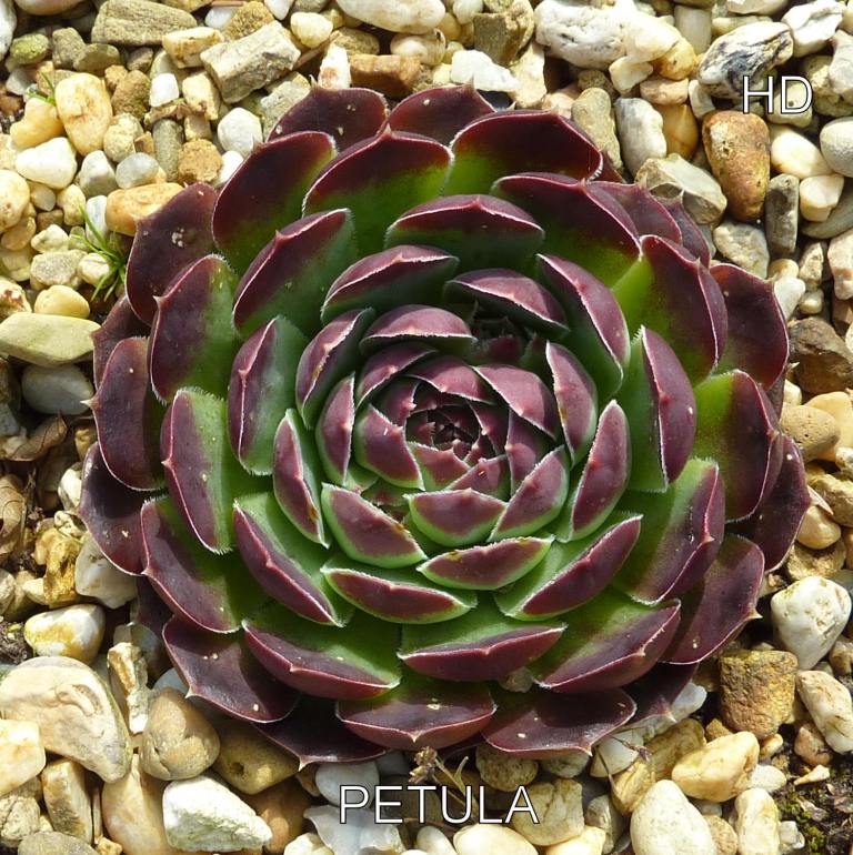 Petula / Jovi