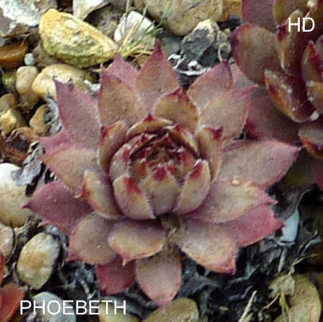 Phoebeth