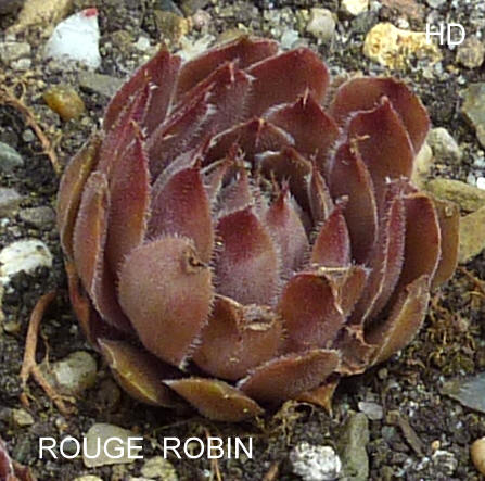 Rouge Robin