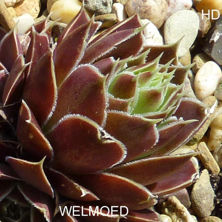 Welmoed / Jovi