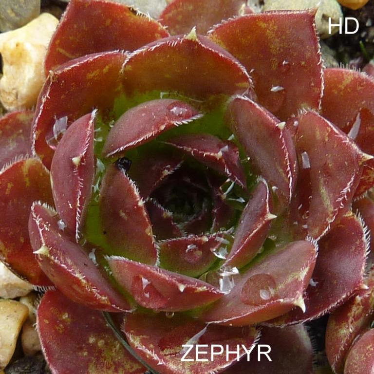Zephyr / Jovi