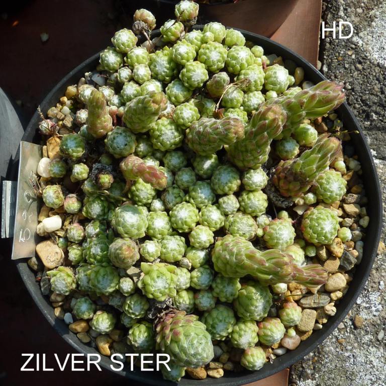 Zilver Ster