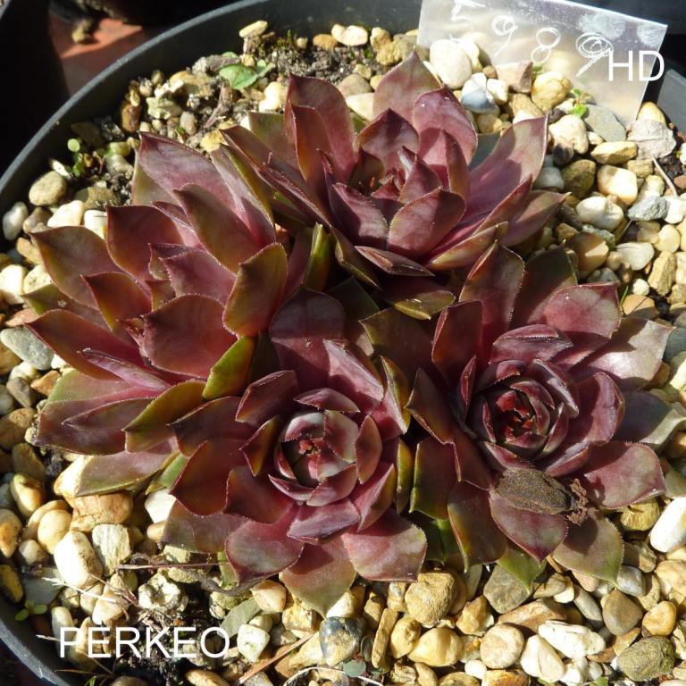 Perkeo