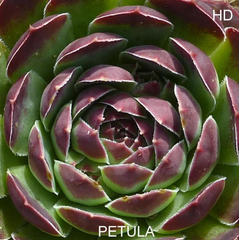Petula / Jovi