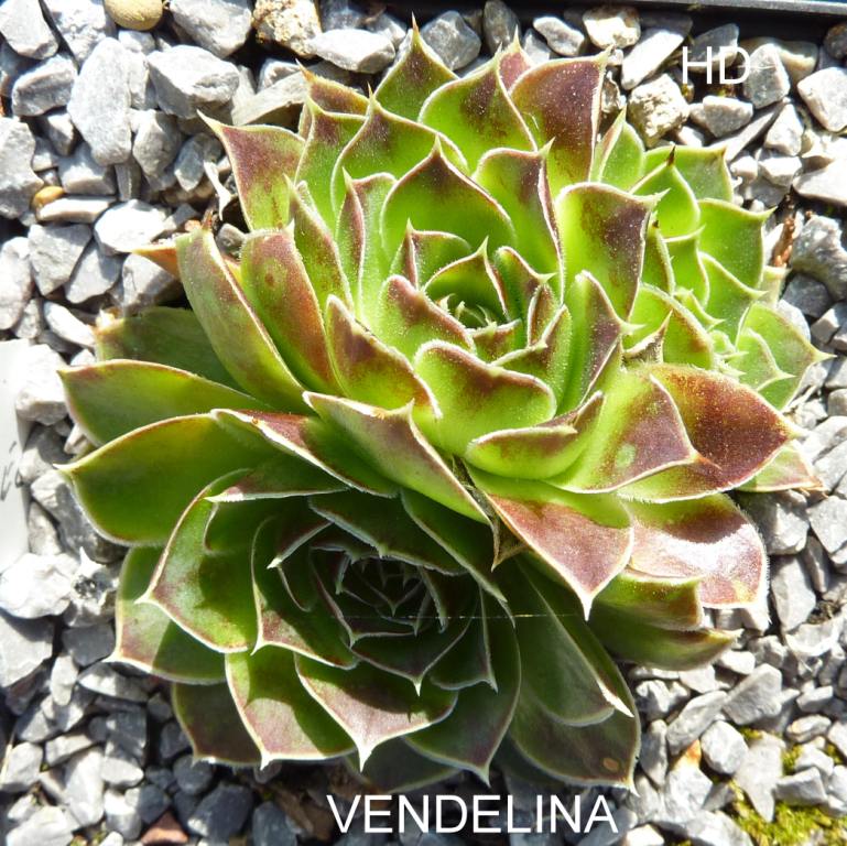 Vendelina / Jovi