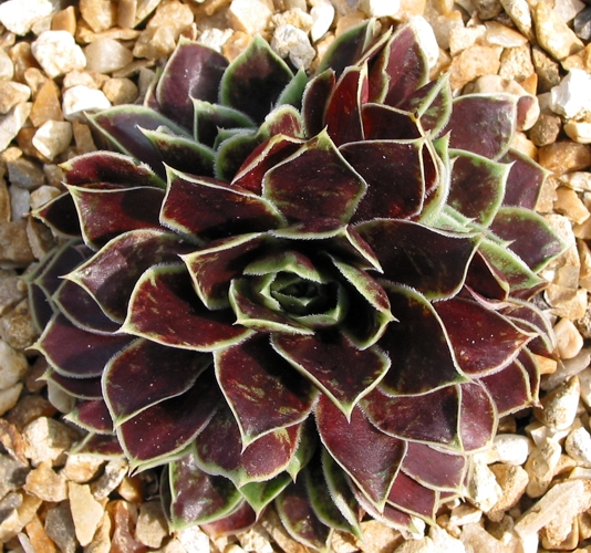 Violet Flare / Jovi