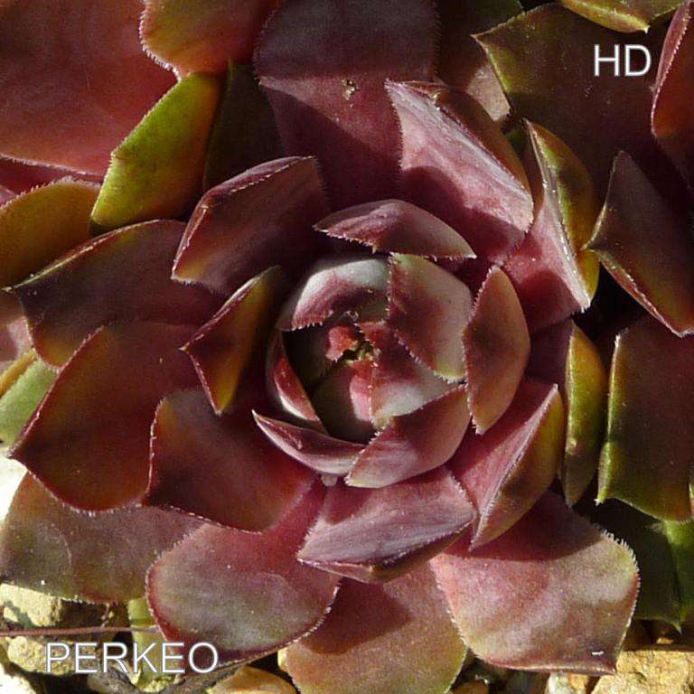 Perkeo