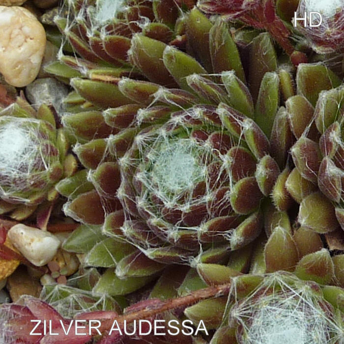 Zilver Audessa