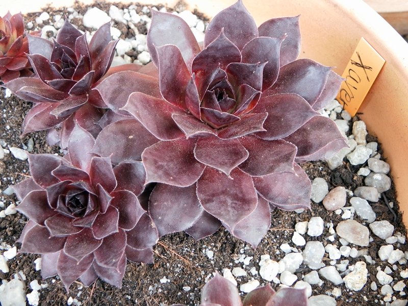 Xaveria