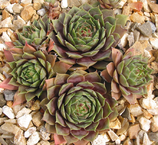 Woolcott's Variety