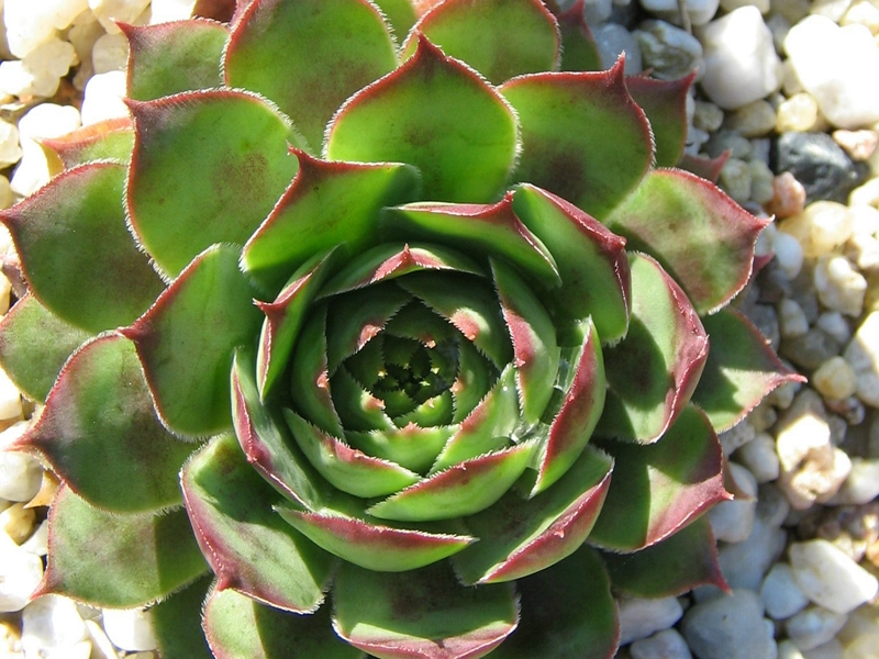 Rihama