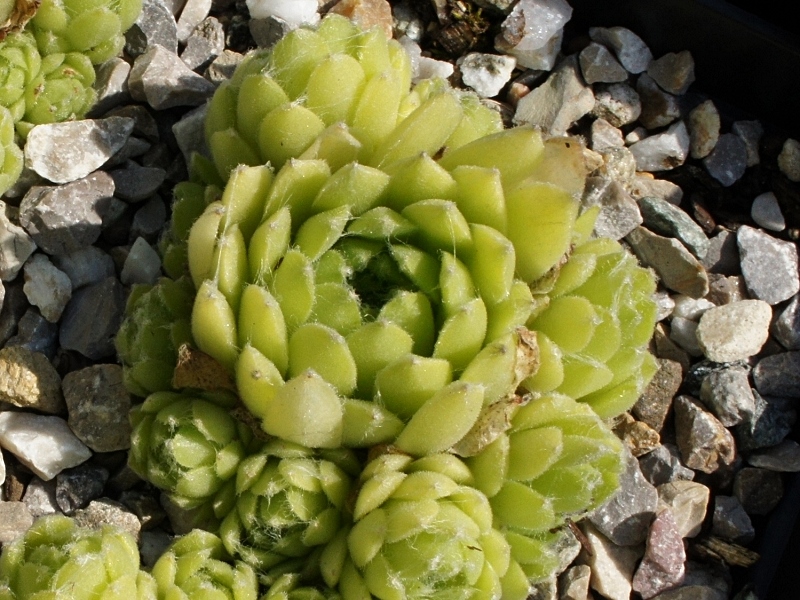 Pekinese