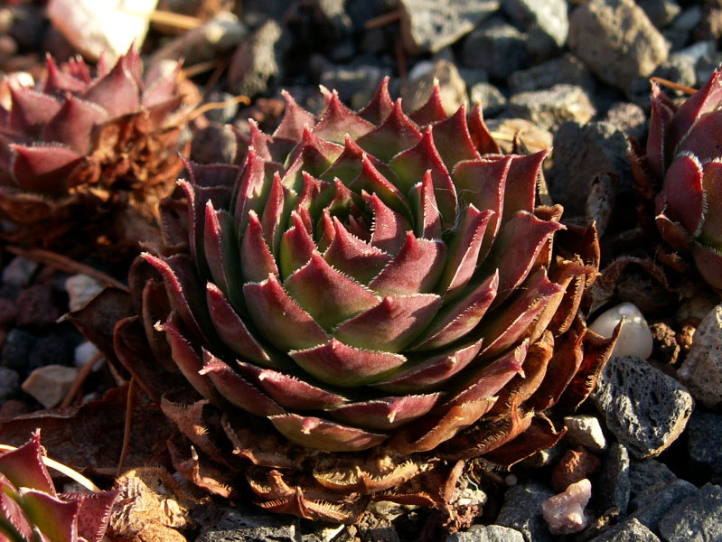 Rihama