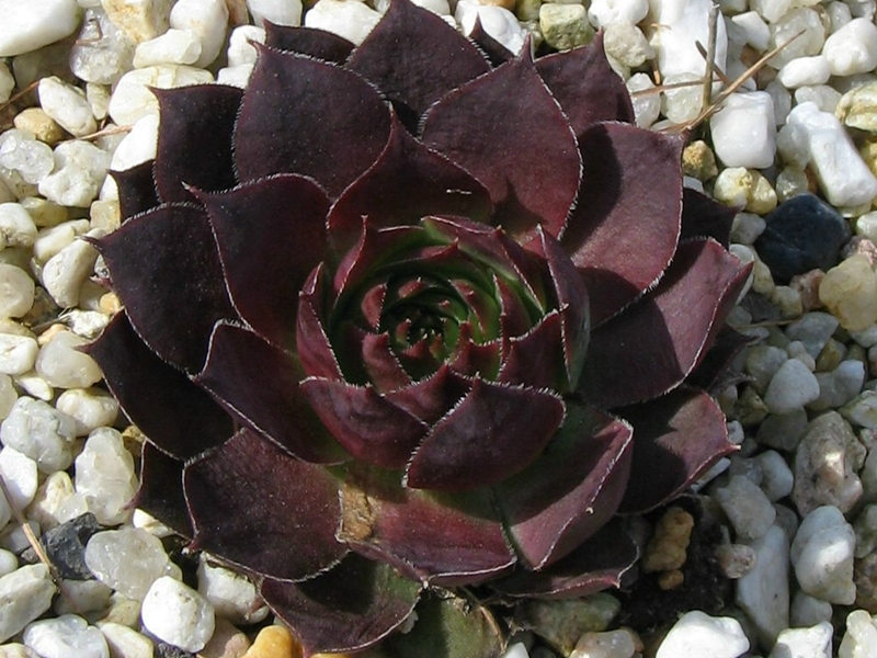Rihama
