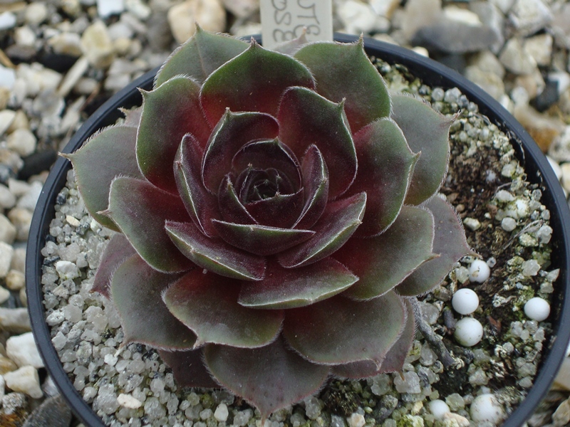 Pewter Rose