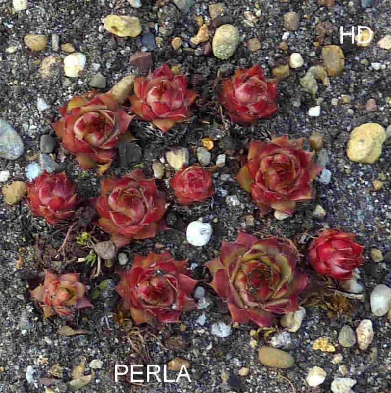 Perla