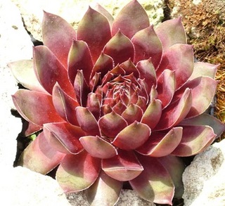 Zepherin
