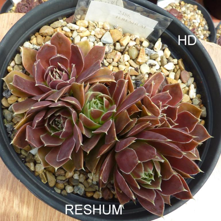 Reshum / Jovi