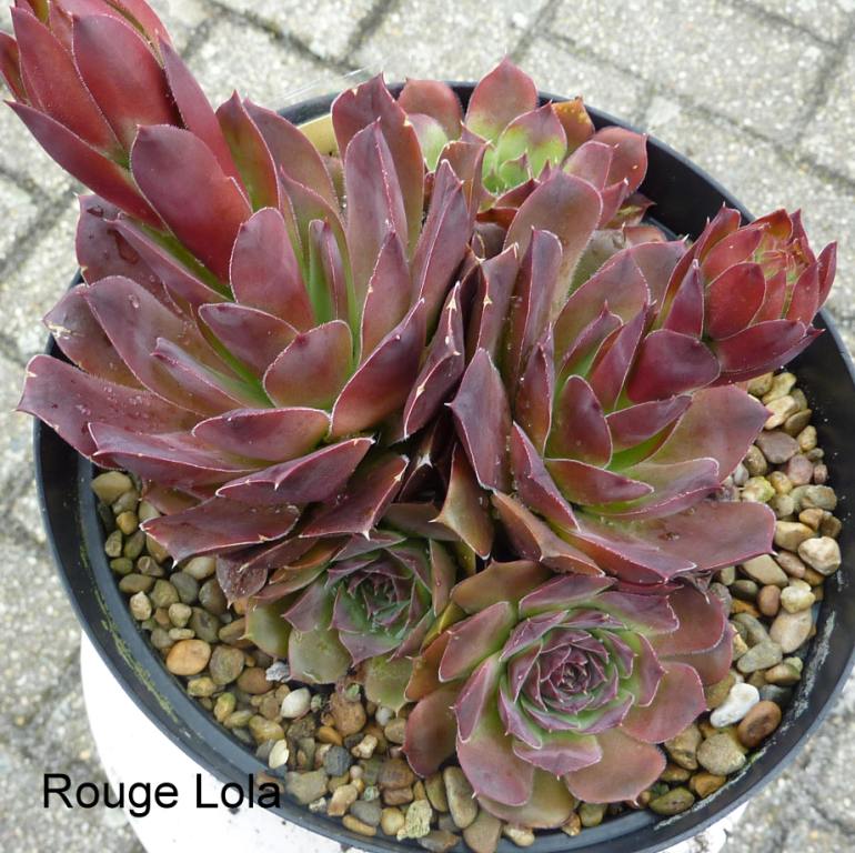 Rouge Lola / Jovi